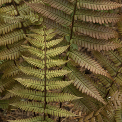 Kapraď krásná - Dryopteris lepidopoda