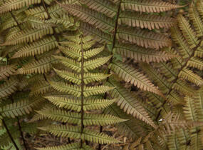 Kapraď krásná - Dryopteris lepidopoda