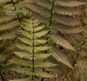 Kapraď krásná - Dryopteris lepidopoda