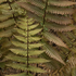 Dryopteris lepidopoda_01.png