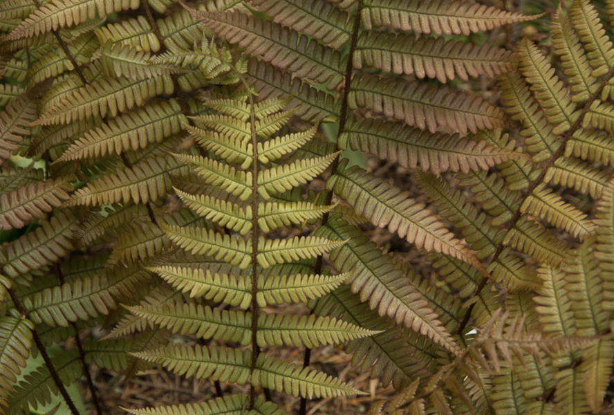 Kapraď krásná - Dryopteris lepidopoda
