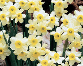 Narcis Tazetta 'Minnow'