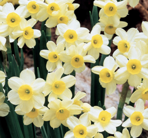 Narcis Tazetta 'Minnow' - Narcissus Tazetta 'Minnow'