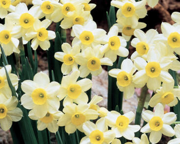 Narcis Tazetta 'Minnow'