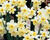 Narcis Tazetta 'Minnow'