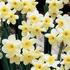 Narcissus Tazetta 'Minnow'.png