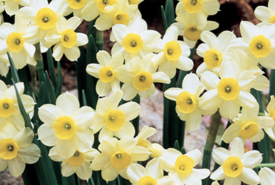 Narcis Tazetta 'Minnow' - Narcissus Tazetta 'Minnow'