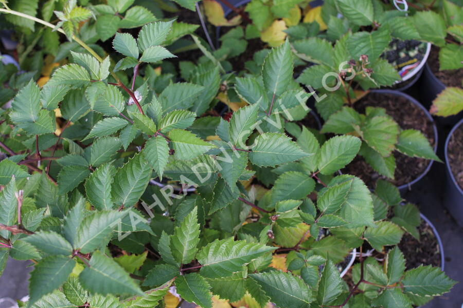 Ostružiník beztrnný 'Glorniwa' - Rubus fruticosus 'Glorniwa'