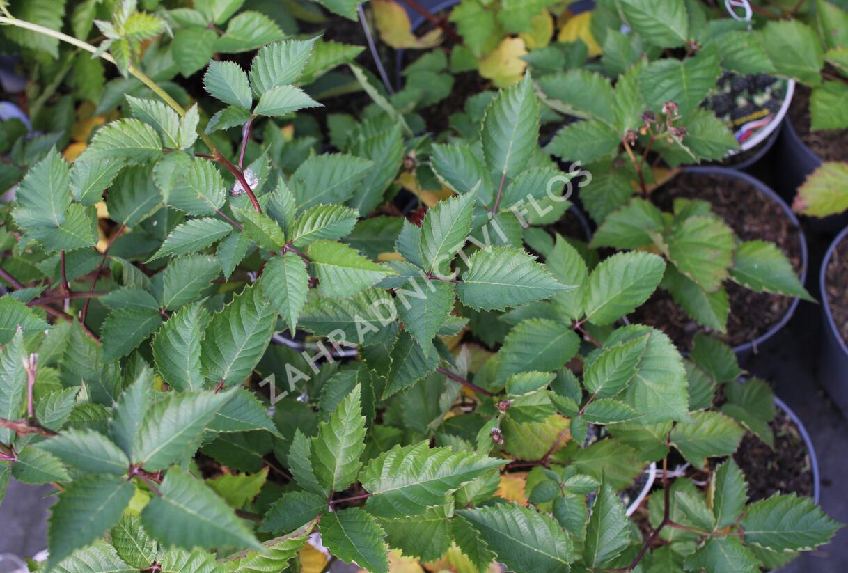 Ostružiník beztrnný 'Glorniwa' - Rubus fruticosus 'Glorniwa'