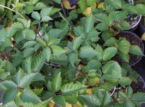 Ostružiník beztrnný 'Glorniwa' - Rubus fruticosus 'Glorniwa'