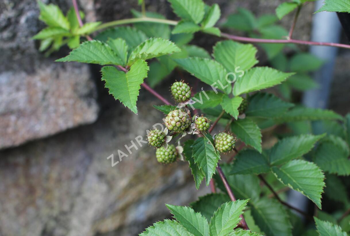 Ostružiník beztrnný 'Glorniwa' - Rubus fruticosus 'Glorniwa'