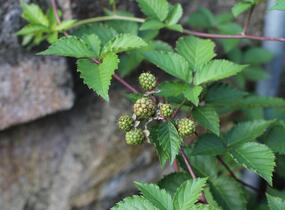 Ostružiník beztrnný 'Glorniwa' - Rubus fruticosus 'Glorniwa'