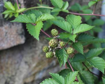 Ostružiník beztrnný 'Glorniwa'