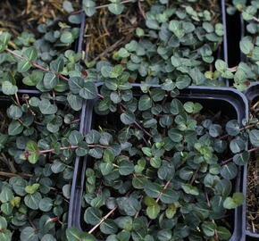 Mitchela plazivá - Mitchella repens
