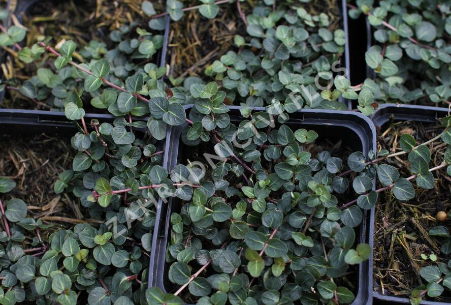 Mitchela plazivá - Mitchella repens