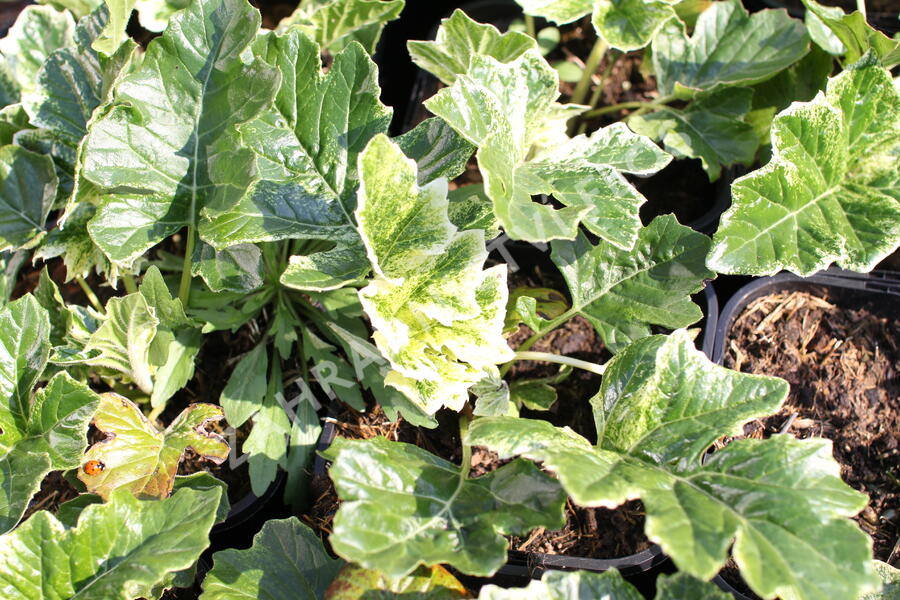 Paznehtník měkký 'Snow Storm' - Acanthus mollis 'Snow Storm'