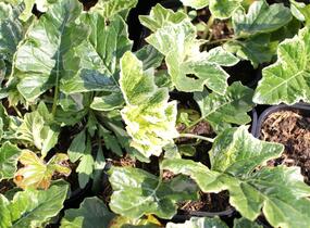 Paznehtník měkký 'Snow Storm' - Acanthus mollis 'Snow Storm'