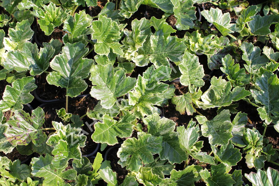 Paznehtník měkký 'Snow Storm' - Acanthus mollis 'Snow Storm'