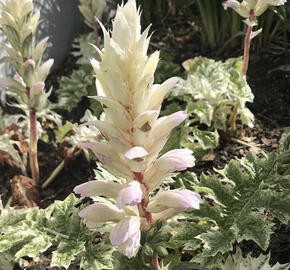 Paznehtník měkký 'Snow Storm'