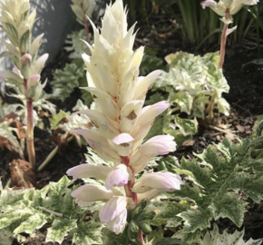 Paznehtník měkký 'Snow Storm' - Acanthus mollis 'Snow Storm'