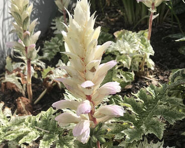 Paznehtník měkký 'Snow Storm'