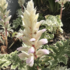 Acanthus mollis 'Snow Storm'.png