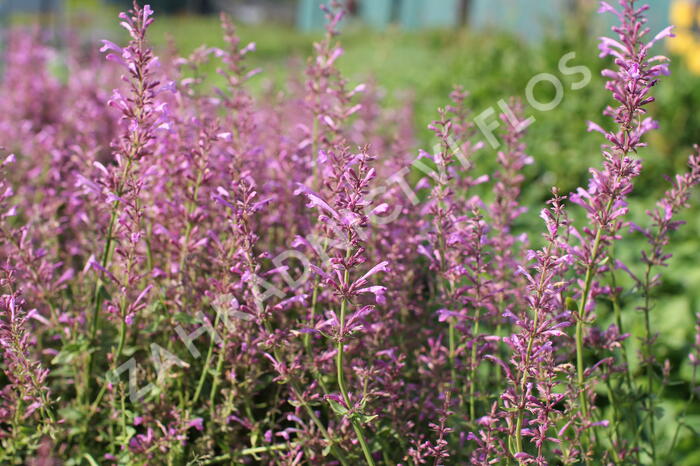 Agastache 'Sunny Sparks Pink' - Agastache aurantiaca 'Sunny Sparks Pink'