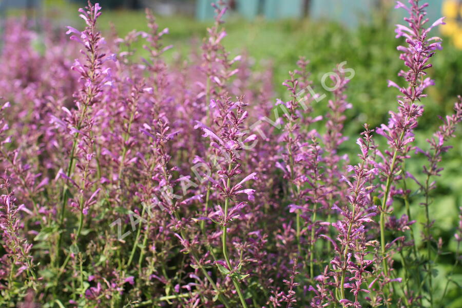 Agastache 'Sunny Sparks Pink' - Agastache aurantiaca 'Sunny Sparks Pink'