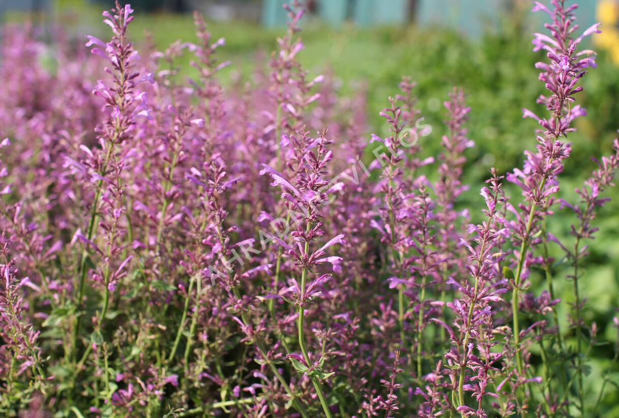 Agastache 'Sunny Sparks Pink' - Agastache aurantiaca 'Sunny Sparks Pink'