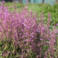 Agastache 'Sunny Sparks Pink' - Agastache aurantiaca 'Sunny Sparks Pink'