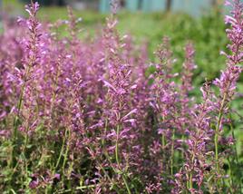 Agastache 'Sunny Sparks Pink'