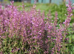 Agastache 'Sunny Sparks Pink' - Agastache aurantiaca 'Sunny Sparks Pink'