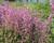 Agastache 'Sunny Sparks Pink'