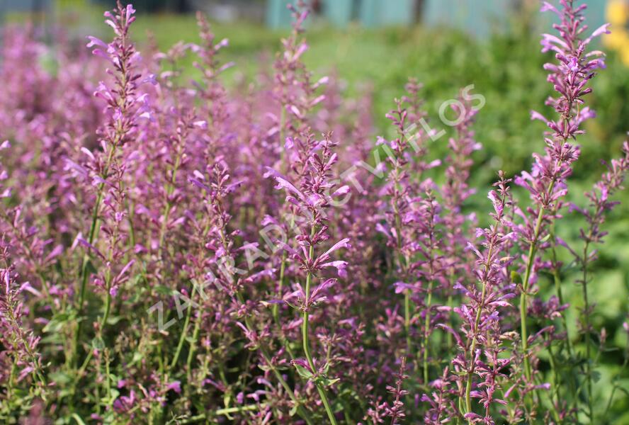 Agastache 'Sunny Sparks Pink' - Agastache aurantiaca 'Sunny Sparks Pink'