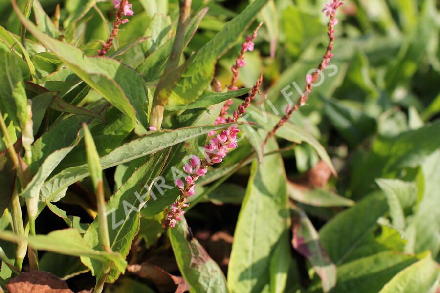 Rdesno objímavé 'Pink Cascade' - Bistorta amplexicaulis 'Pink Cascade'