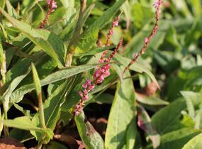 Rdesno objímavé 'Pink Cascade' - Bistorta amplexicaulis 'Pink Cascade'
