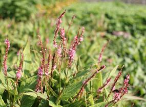 Rdesno objímavé 'Pink Cascade' - Bistorta amplexicaulis 'Pink Cascade'