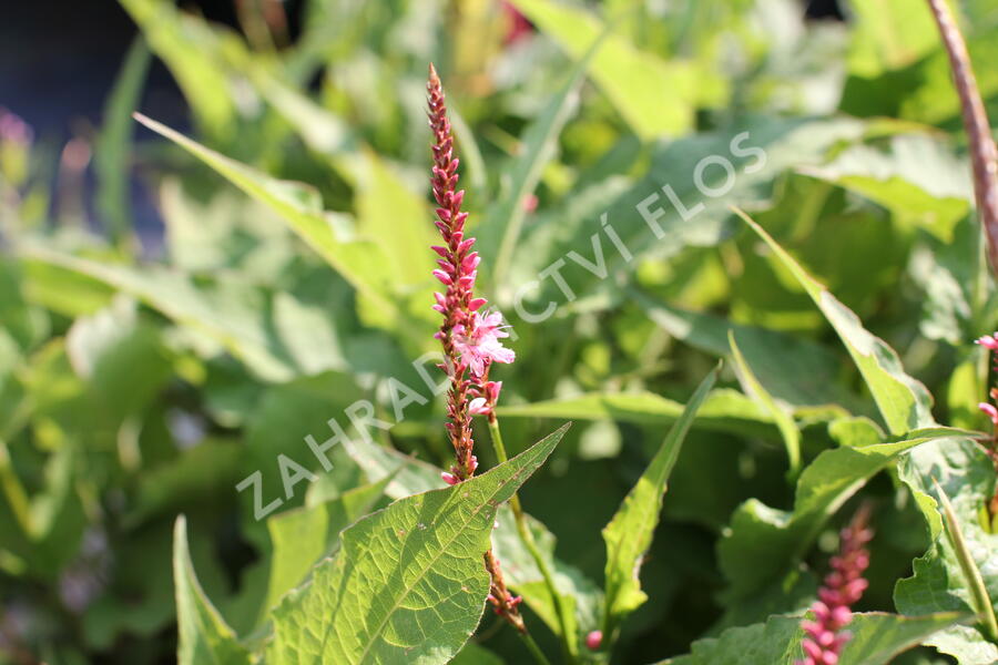 Rdesno objímavé 'Flamingo Feathers' - Bistorta amplexicaulis 'Flamingo Feathers'