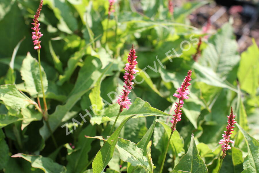 Rdesno objímavé 'Flamingo Feathers' - Bistorta amplexicaulis 'Flamingo Feathers'