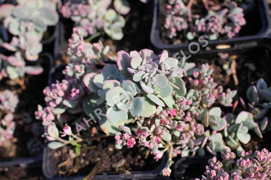 Rozchodník větvený - Sedum cauticolum