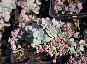 Rozchodník větvený - Sedum cauticola