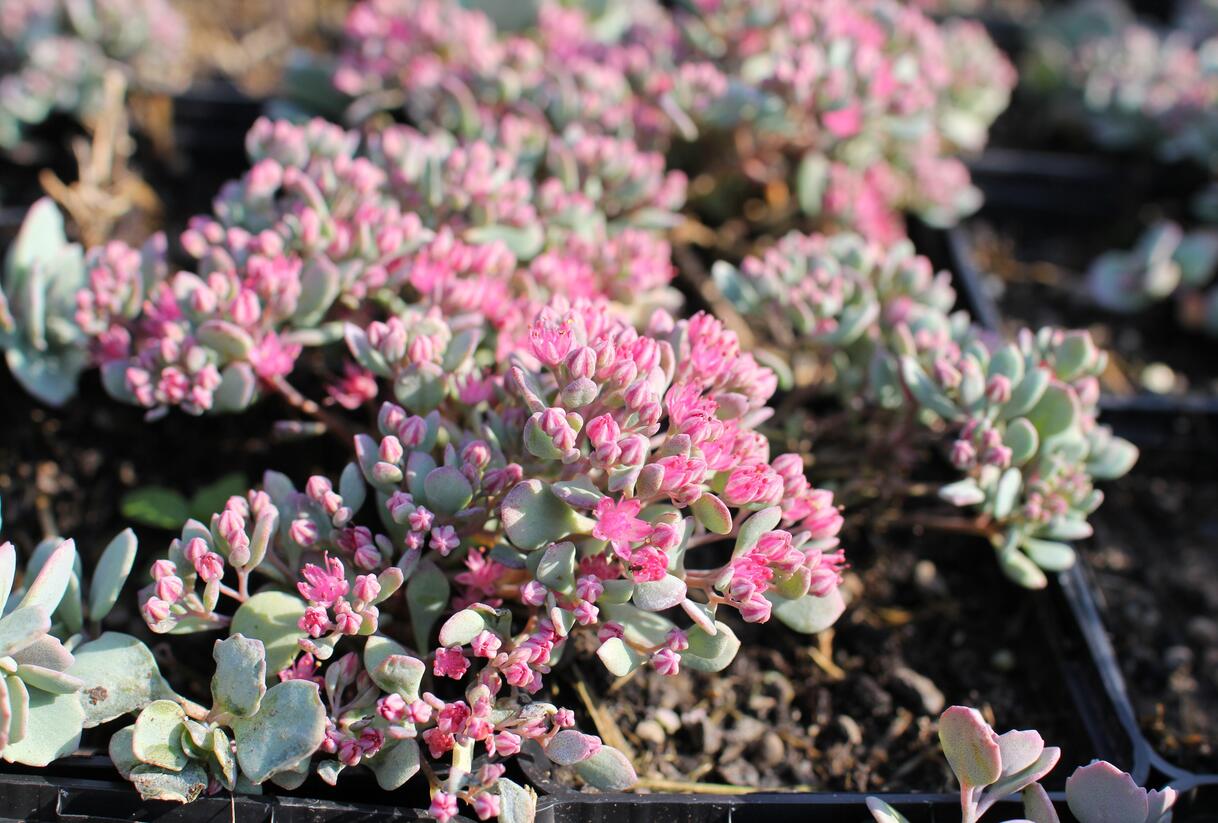 Rozchodník větvený - Sedum cauticola