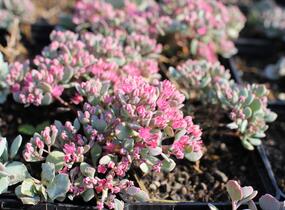 Rozchodník větvený - Sedum cauticola