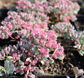 Rozchodník větvený - Sedum cauticolum