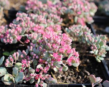 Rozchodník větvený