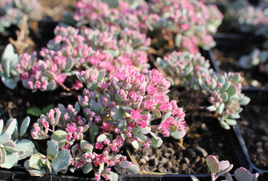 Rozchodník větvený - Sedum cauticola