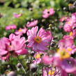 Sasanka hupejská 'Alando Double Rose' - Anemone hupehensis 'Alando Double Rose'