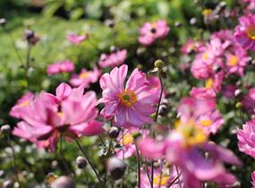 Sasanka hupejská 'Alando Double Rose' - Anemone hupehensis 'Alando Double Rose'