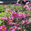 Sasanka hupejská 'Alando Double Rose' - Anemone hupehensis 'Alando Double Rose'