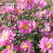 Sasanka hupejská 'Alando Double Rose' - Anemone hupehensis 'Alando Double Rose'